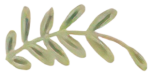 fleur_verte fleur_verte